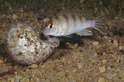 Maylandia lanisticola 'Otter Island'